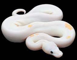 Pythonregius Com Constrictors Unlimited Ball Python Morphs Ball Python Albino Animals