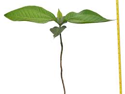 Image result for Bellucia