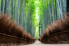 Sentiero attraverso il bosco di bambù. The Attractions Of Sagano Bamboo Forest In Arashiyama Kyoto