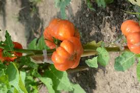 Image result for Solanum aethiopicum