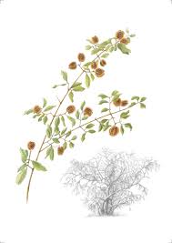 Image result for Combretum hereroense