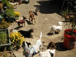 Maybe you would like to learn more about one of these? Shawna S Pet Sitting 12 Photos 27 Reviews Pet Sitting South San Francisco Ca Phone Number