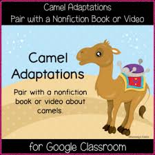 A great addition to any geography classroom. Camels Adaptations Worksheets Teaching Resources Tpt