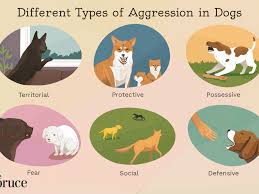 Again, how much exercise your puppy needs will be recap on how to stop puppy biting. How To Stop Aggressive Behavior In Dogs