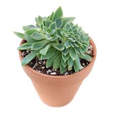 I feel like i'm always taking cuttings of it because it crowds out other succulents in my container gardens. Echeveria Blue Atoll Succulent 6 Pot Home Hobby Gardening Plants Vadel Com