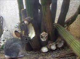 Now using tongs and a large knife, cut off the top and the bottom part of the pear. Rabbit Eating Cactus Youtube