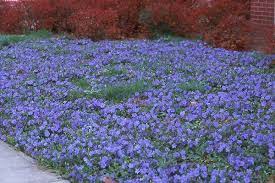 Carpet bugle is a colorful ground cover with breathtaking leaf rosettes. Landscaping Lincoln Ne Landmarklandscapes Us Periwinkle Plant Ground Cover Plants Myrtle Ground Cover