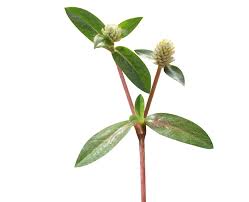 Image result for Gomphrena celosioides