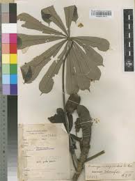 Image result for Musanga