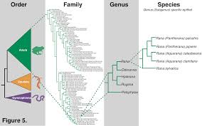 Fly, robin, fly by the german disco group silver convention was a popular hit in the 1970s. Phylogeny Taxonomy