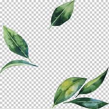 Si descargan por favor no se las pasen a nadie y me gustaría que dejen un comentario y den a fav. Ilustracion De Flor De Hoja Hojas De Acuarela Pintadas A Mano Hoja Verde Png Clipart Flower Illustration Watercolor Flower Background Watercolor Leaves