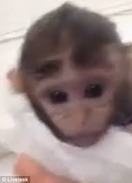A soaped up baby chimpanzee starts doing its own washing as it showers under a running sink faucet, splashing water in its face before climbing out in this interesting video. Baby Monkey Takes A Bath Daily Mail Online