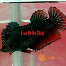 Ada tiga jenis ikan cupang yang dikenal sekarang ini yaitu ikan cupang aduan, ikan cupang liar dan ikan cupang hias. Ikan Cupang Aduan Betina Medan Super Mds Bandung Jualo