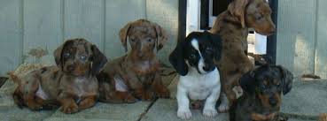 Find dachshund puppies for sale from a vast selection of dachshund. Lil S Miniature Dachshund Puppies Services Deland Volusia