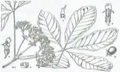 Image result for Vitex doniana