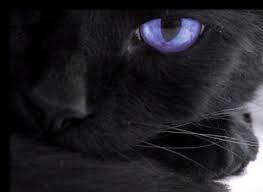 Beautiful Black Cat With Purple Eyes Puppy Dogs Cats Black Cats With Purple Eyes Animals Crazy Cats Black Cat