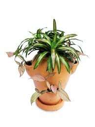 Maybe you would like to learn more about one of these? Free Images Leaf Flower Green Produce Garden Houseplant Flowerpot Floristry Ornamental Plants Flowering Plant Bromeliads Land Plant Arecales Pot Scaping Singonium 2448x3264 928192 Free Stock Photos Pxhere