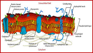 We would like to show you a description here but the site won't allow us. What Is The Difference Between The Plasma Membrane And The Cell Membrane Quora