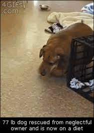 Fat 77lb Dog Dachshund