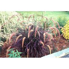 Our Range Low Water Plants Drought Tolerant Low Water Plants Pennisetum Setaceum