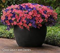 Pin By Sherrye Qualls On Garden Love Petunia Flower Container Gardening Flowers Wave Petunias