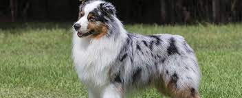 Originally used solely as a herding dog, the australian shepherd has bec. Australian Shepherd Dog Breed Profile Petfinder