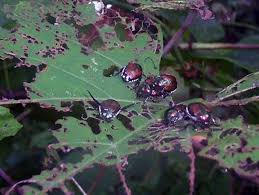 Dispose of biodegradable waste with compost pits. 5 Diy Natural Pest Control Recipes For Your Garden Epic Gardening