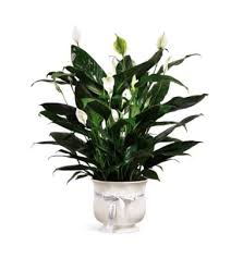 Maybe you would like to learn more about one of these? Funeral Sympathy Flowers Belmar Flower Shop Inc Louisville Ky Florist