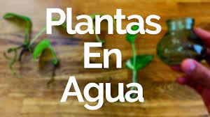 Decoración con plantas sobre mesas o soportes. Como Decorar Con Plantas En Agua Plantas De Interior Youtube
