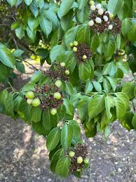 Image result for Volkameria glabra