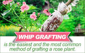 Maybe you would like to learn more about one of these? How To Graft Rose Plants With Easy Artificial Propagation Methods Gardenerdy