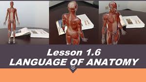 Body Cavities And Membranes