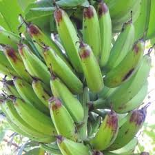 Young plants may be killed or their Pdf Integrated Pest Management In Banana
