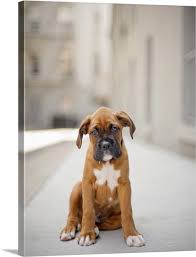 Born may eleventh we have eight boxer puppies, four females and four males. Fawn Colored Boxer Puppy With Black Face And White Markings Standing In Alley Wall Art Canvas Prints Framed Prints Wall Peels Great Big Canvas