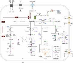 Aerobic Metabolism In The Genus Lactobacillus Impact On Stress Response And Potential Applications In The Food Industry Zotta 2017 Journal Of Applied Microbiology Wiley Online Library
