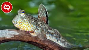 Hewan amfibi merupakan salah satu hewan bertulang balik vertebrata yang hidup di 2 alam yang berbeda yaitu di air serta darat. Siapa Haiwan Amfibia Lain Lain 2021