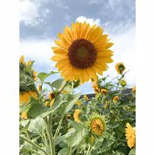 Mempunyai ciri fisik yang unik, berwarna kuning, berukuran besar & kepala bunga yang besar (bisa mencapai ukuran diameter 30 cm). 200biji Benih Bunga Matahari Sunflower Besar Shopee Indonesia