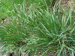 Image result for Paspalum plicatulum