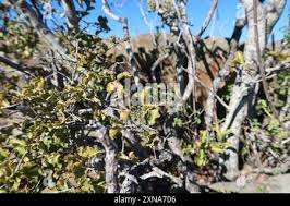 Image result for Euclea undulata