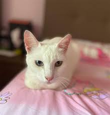 The best way to save a beloved pet is to keep them out of the shelter system. Another White Cat With Yellow Blue Eyes In S Pore Up For Adoption Laptrinhx News