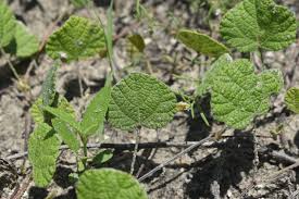 Image result for Rhynchosia caribaea