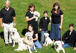 Maybe you would like to learn more about one of these? English Cream Golden Retriever Breeders Treasure Goldens White Golden Retriever Puppies