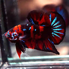 Werner Cappel On Twitter Live Betta Fish Fancy Super Red Black Galaxy Star Koi Halfmoon Plakat Hmpk 102 Https T Co Yfo6ktxhov