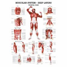 A strain can be an injury to a tendon attachment from muscle to bone. Deep Muscles Of The Body Rudiger Anatomie