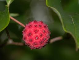 We did not find results for: Cornus Kousa Chinese Dogwood Kousa Dogwood North Carolina Extension Gardener Plant Toolbox