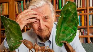 Why E.O. Wilson Was Called the 'Darwin of the 21st Century'