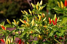 This vinegar base lessens the heat impact of the tabasco peppers to such a degree that it's more like a spicy smack than a enjoy 500+ spicy recipes, 125+ pepper profiles, and hundreds of related articles. How To Dry Chile Peppers Plus How To Make A Ristra Horticulture