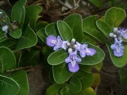 Image result for Vitex ferruginea