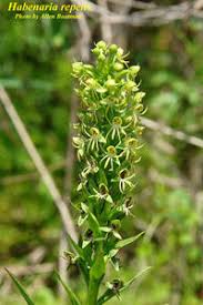 Image result for Habenaria dregeana