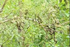 Image result for Entada abyssinica